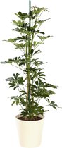 Plant in hydrocultuur systeem van Botanicly: Vingersboom met weinig onderhoud – Hoogte: 105 cm – Schefflera arboricola