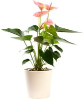 Plant in hydrocultuur systeem van Botanicly: Flamingoplant met weinig onderhoud – Hoogte: 55 cm – Anthurium Andreanum Sweet Dream