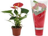 Bloem van Botanicly – Flamingoplant – Hoogte: 20 cm – Anthurium Andreanum Success Red