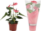 Bloem van Botanicly – Flamingoplant – Hoogte: 25 cm – Anthurium Andreanum Sweet Dream