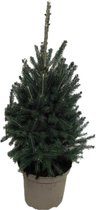 Picea glauca Super Green – ↨ 95cm – ⌀ 26cm