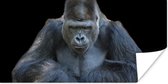 Poster Een Gorilla kijkt indrukwekkend in de camera - 150x75 cm