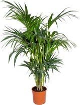 Howea forsteriana - Kentia palm - Kamerplant - Luchtzuiverend - ⌀24 cm - 120-130 cm