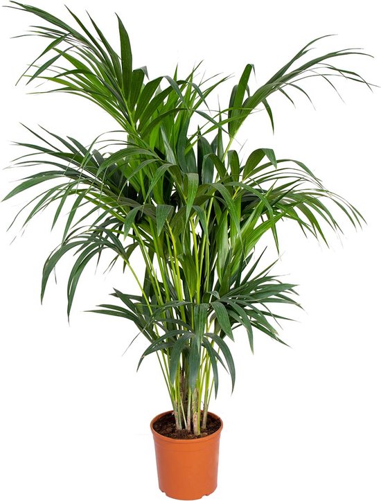 Howea 'Forsteriana' - Kentiapalm - Kamerplant - Luchtzuiverend - ⌀24 cm - ↕120-130 cm