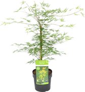 Acer palmatum 'Emerald Lace' – Japanse Esdoorn – Heester - Winterhard - ⌀19 cm - 60-70 cm