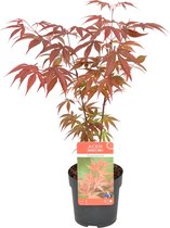 Acer palmatum 'Atropurpureum' - Japanse Esdoorn - Heester - Winterhard - ⌀10,5 cm - 25-30 cm