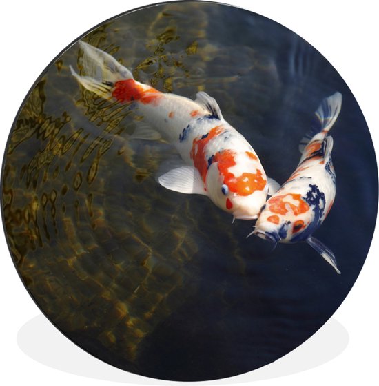 WallCircle - Wandcirkel - Muurcirkel - Twee koi karpers in het water - Aluminium - Dibond - ⌀ 90 cm - Binnen en Buiten