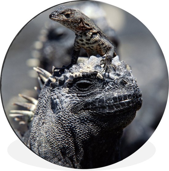 WallCircle - Tableau - Iguane Famille Et - Multicolore - 30 X 30 Cm
