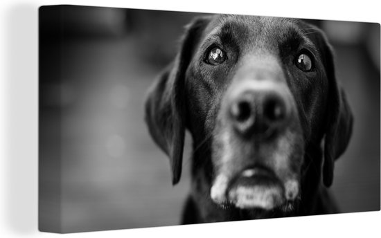 Canvas Schilderij Dierenprofiel labrador hond in zwart-wit - 40x20 cm - Wanddecoratie