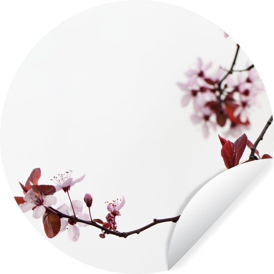 WallCircle - Stickers muraux - Cercle de papier peint - Fleurs - Fleur - Cerisier - 120x120 cm - Cercle mural - Autocollant - Papier peint autocollant rond XXL