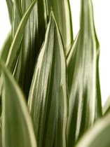 Kamerplant van Botanicly – Drakenboom – Hoogte: 65 cm – Dracaena derem. White Stripe
