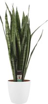 Kamerplant van Botanicly – Vrouwentongen incl. sierpot wit als set – Hoogte: 100 cm – Sansevieria Zeylanica