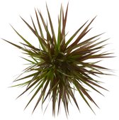 Kamerplant van Botanicly – Drakenboom – Hoogte: 75 cm – Dracaena Marginata Magenta