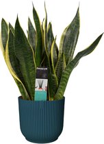 Kamerplant van Botanicly – Vrouwentongen in blauw ELHO plastic pot als set – Hoogte: 40 cm – Sansevieria trif. Superba