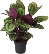 Kamerplant van Botanicly – Marantaceae – Hoogte: 70 cm – Calathea Mysty