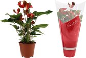 Kamerplant van Botanicly – Flamingoplant – Hoogte: 40 cm – Anthurium Dynamite Red