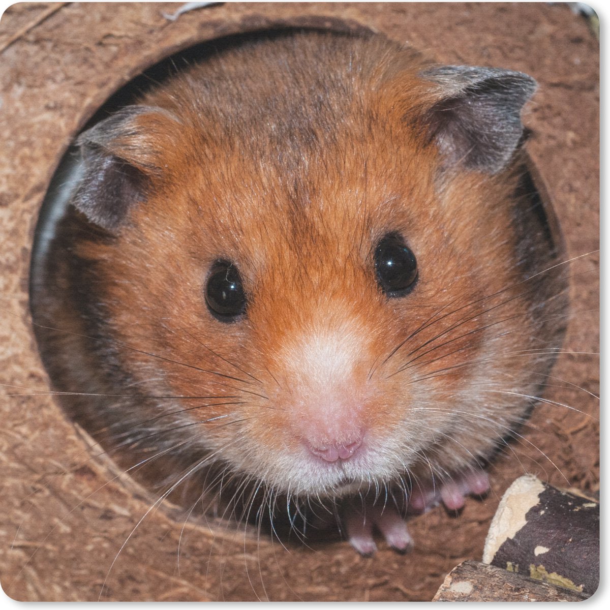 Muismat 30x30 cm - Mousepad Hamster komt kijken - Muismatten