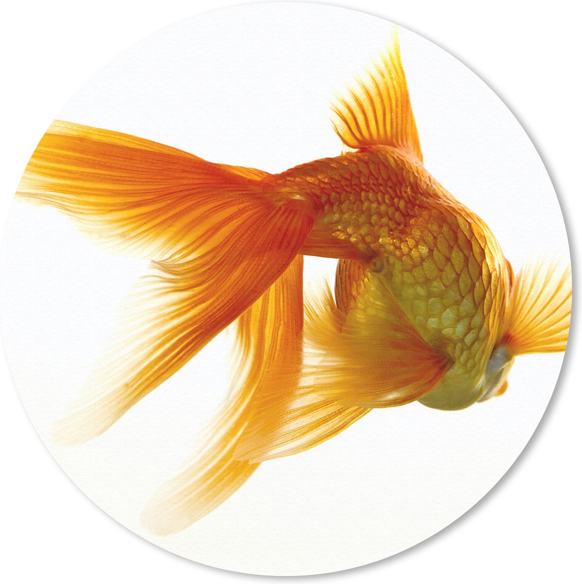 Muismat rond 20x20 cm - Mousepad Goudvis - Zeedieren - Wit - Ronde muismatten