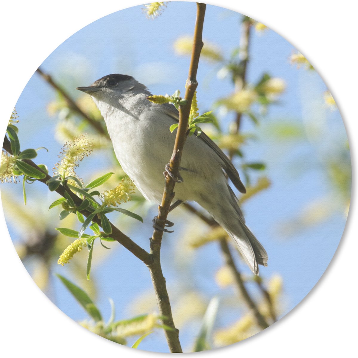 Muismat rond 40x40 cm - Mousepad Vogel in een boom - Ronde muismatten