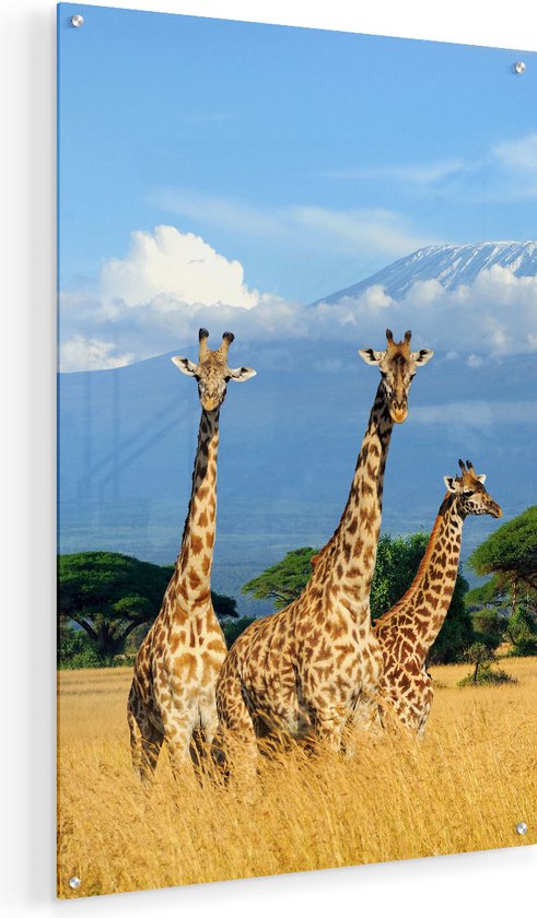 Artaza Glasschilderij - Drie Giraffes In De Savanne - 50x75 - Plexiglas Schilderij - Foto op Glas