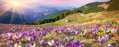 Dimex Crocuses at Spring Vlies Fotobehang 375x150cm 2-delen