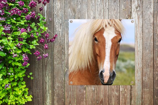 Toile de jardin un cheval islandais - 100x100 cm