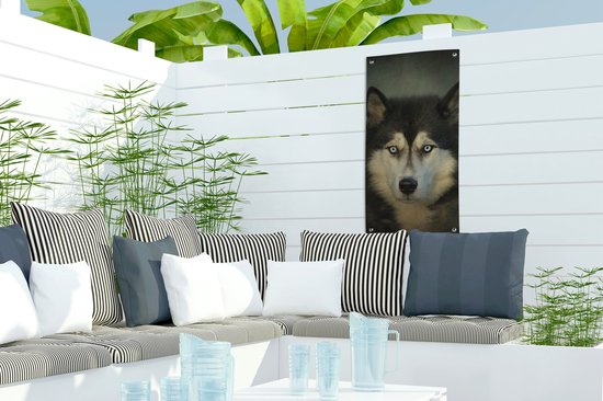Affiche de jardin Husky regarde dans l'appareil photo - 30x60 cm - Toile jardin - Affiche extérieure