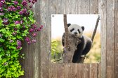 Tuinposters Panda - Boom - Licht - 50x50 cm - Tuindoek - Buitenposter