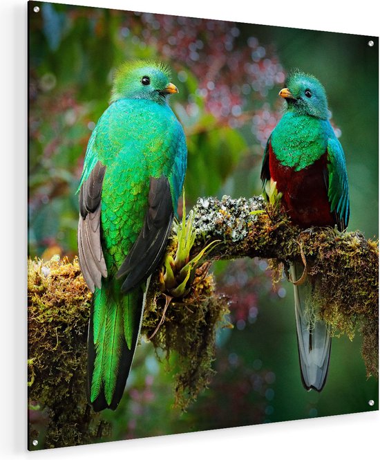 Artaza Glasschilderij - Twee Groene Quetzal Vogels Op Een Tak - 70x70 - Plexiglas Schilderij - Foto op Glas