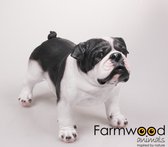 Hond Engelse Bulldog 41x21x27 cm