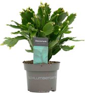 Hellogreen Kamerplant - Schlumbergera White - 30 cm