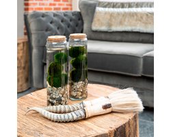 Moerings Chladophlora Aegagropphila 3 Stuks In Glas