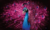 Peacock Bird Pink Feathers Photo Wallcovering