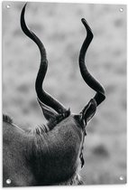 Tuinposter – Achteraanzicht van Antilope (Zwart-wit) - 60x80 cm Foto op Tuinposter (wanddecoratie voor buiten en binnen)