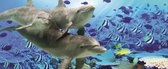Dolphins Tropical Fish Photo Wallcovering