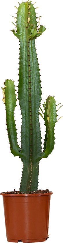 Bloomique - Euphorbia Acrurensis - Cactus Plant - Cowboy Cactus - Kamerplanten - ± 60cm hoog - 17cm diameter - in Kweekpot