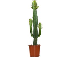 Foto: Bloomique euphorbia acrurensis cactus plant cowboy cactus kamerplanten 60cm hoog 17cm diameter in kweekpot