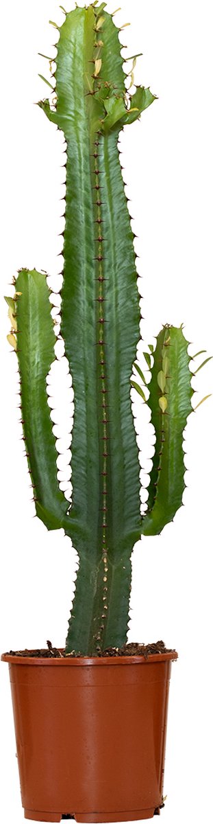 Cowboycactus Euphorbia | 50 - 60 cm