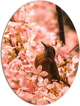 Dibond Ovaal - Bloemen - Dieren - Vogel - Kleuren - 81x108 cm Foto op Ovaal (Met Ophangsysteem)