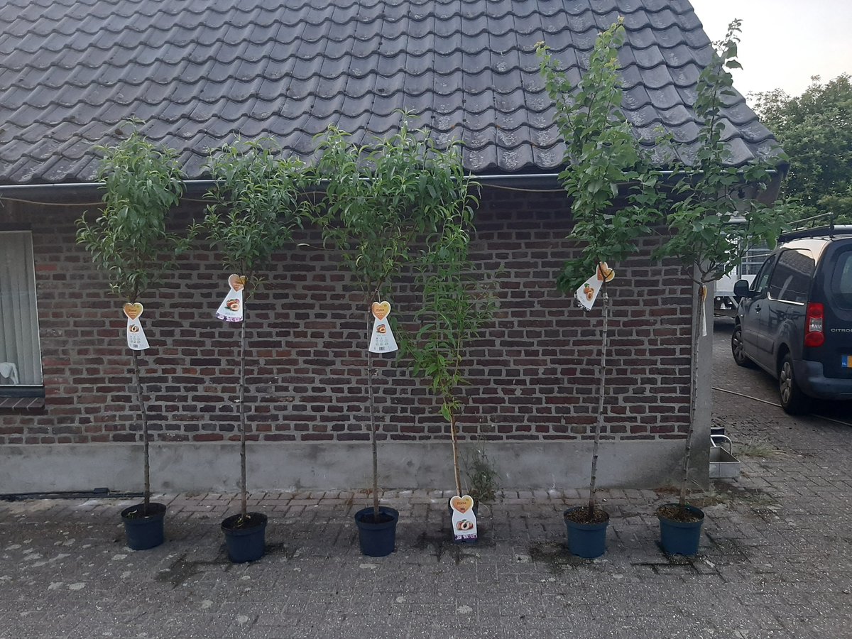 zuilvormige fruitbomen - Set van 4 bomen (kers, appel, peer, abrikoos) - 80/90 cm hoog - Ideaal voor balkons, terrassen, kleine tuinen - Geschikt voor potten en in de grond