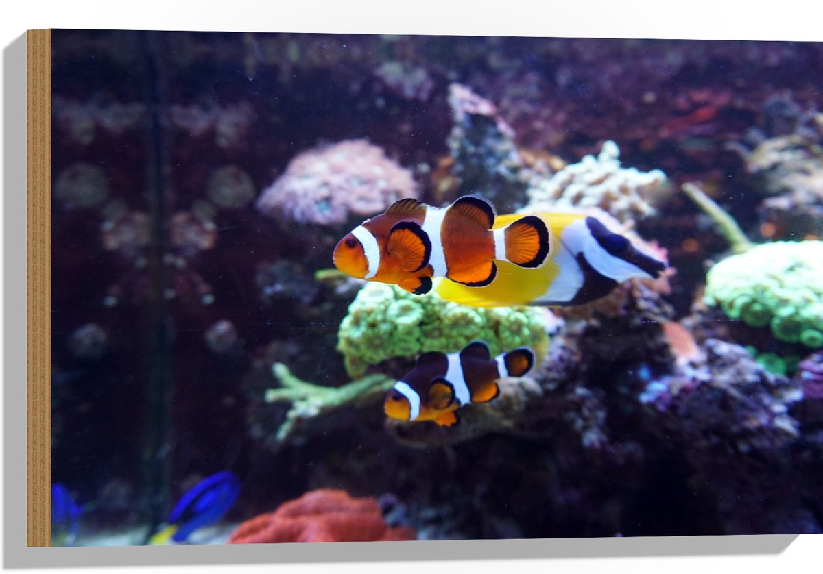 Hout - Twee Anemoon Vissen Zwemmend door Aquarium - 60x40 cm - 9 mm dik - Foto op Hout (Met Ophangsysteem)