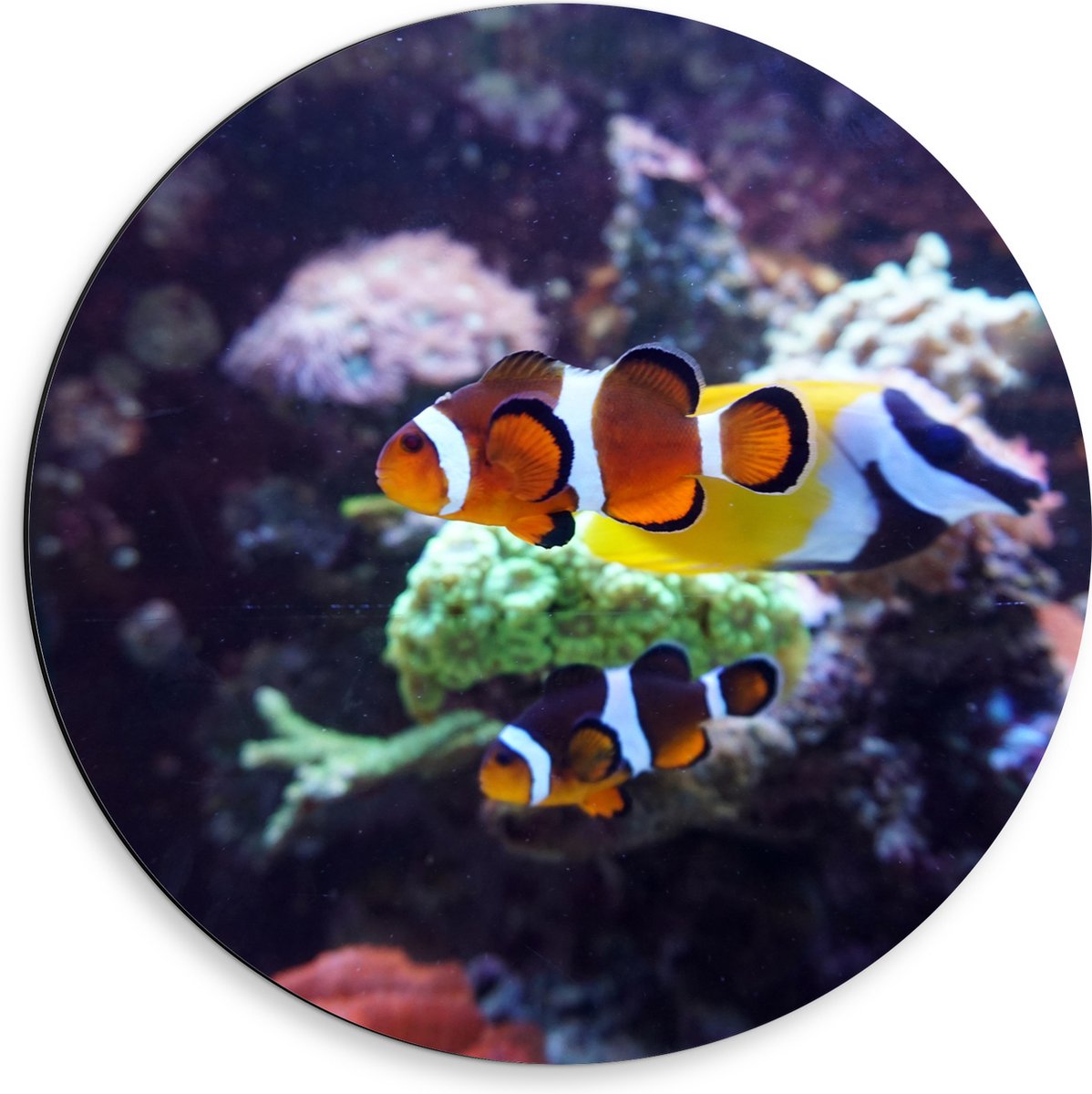 Dibond Muurcirkel - Twee Anemoon Vissen Zwemmend door Aquarium - 50x50 cm Foto op Aluminium Muurcirkel (met ophangsysteem)