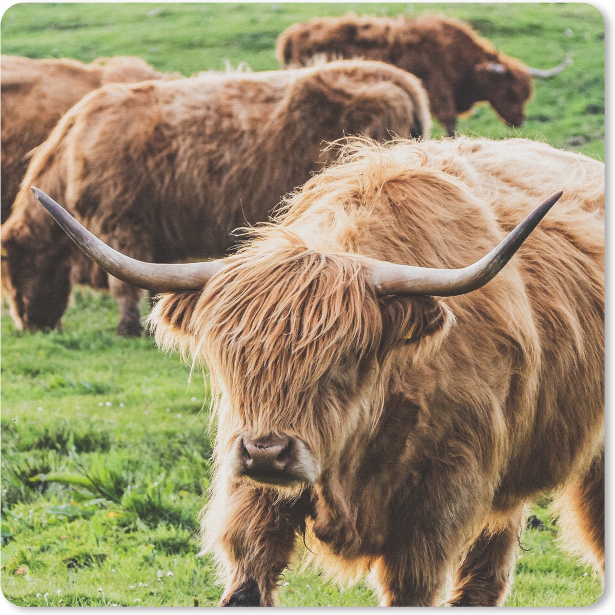 Muismat 30x30 cm - Mousepad Schotse hooglander - Koeien - Dieren - Muismatten