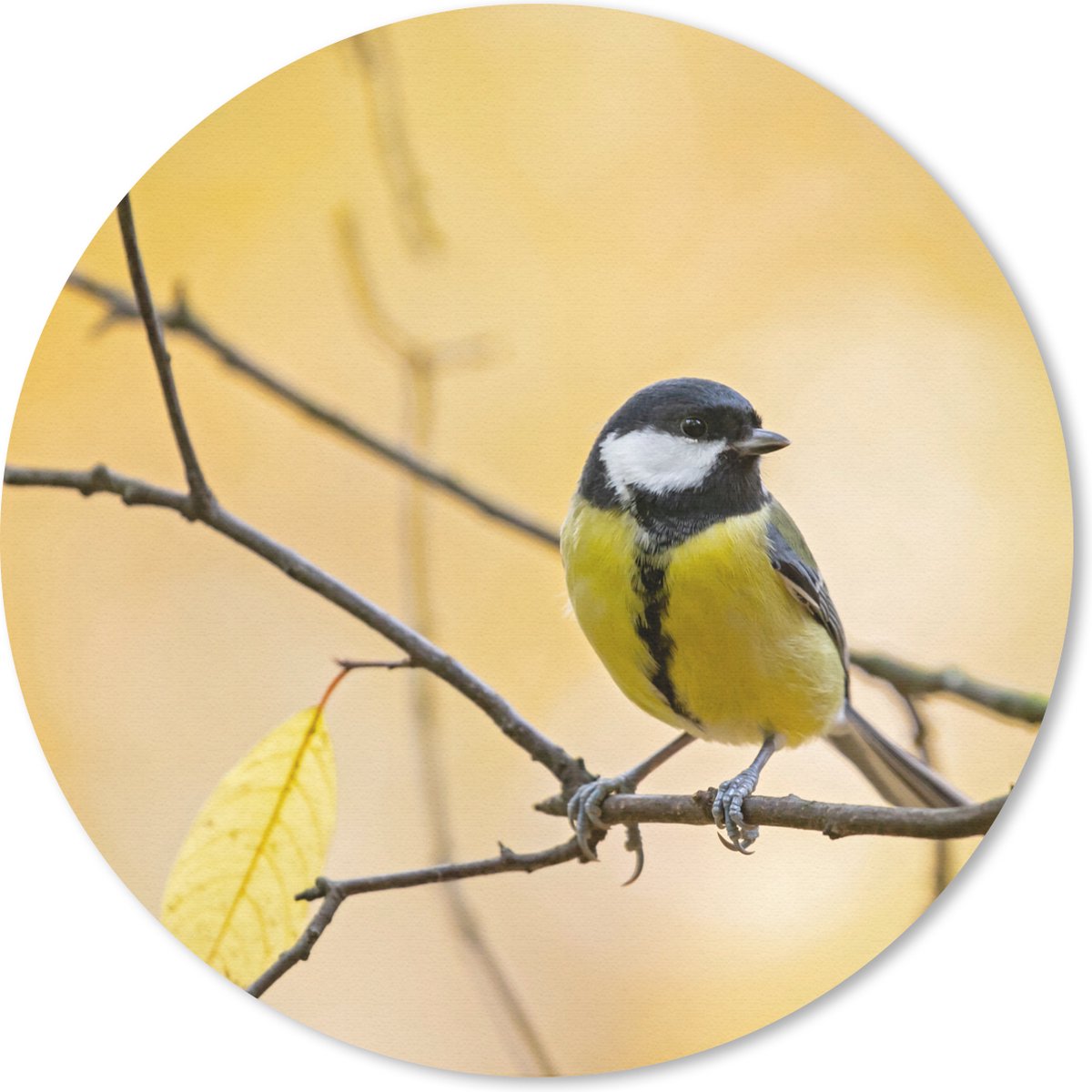 Muismat rond 40x40 cm - Mousepad Koolmees - Tak - Vogel - Dieren - Ronde muismatten