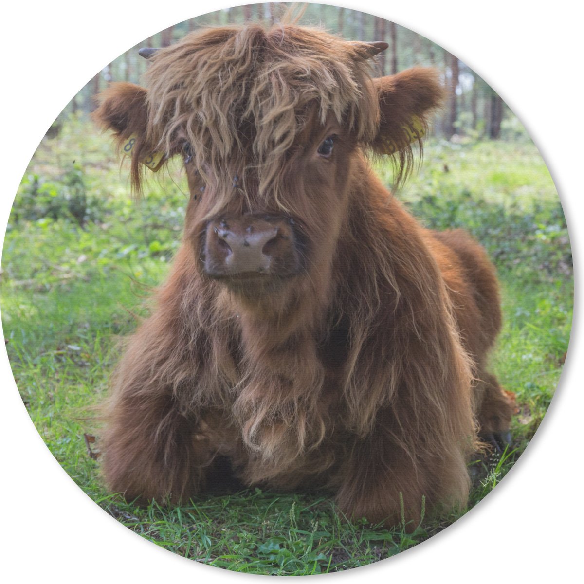 Muismat rond 30x30 cm - Mousepad Schotse Hooglander - Pad - Dieren - Ronde muismatten