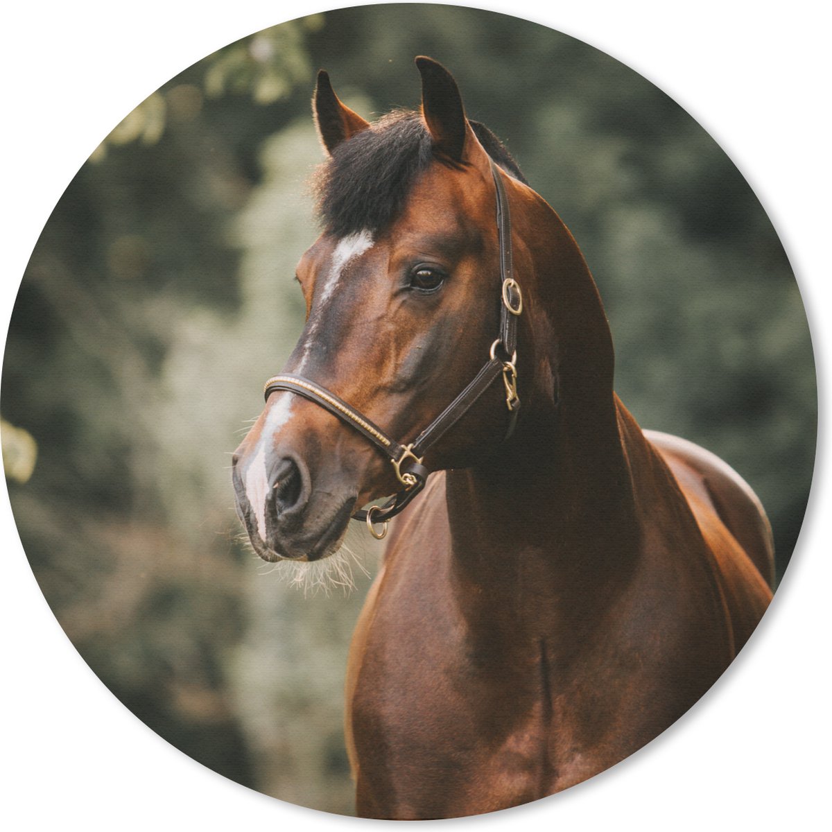 Muismat rond 40x40 cm - Mousepad Paard - Takken - Portret - Ronde muismatten