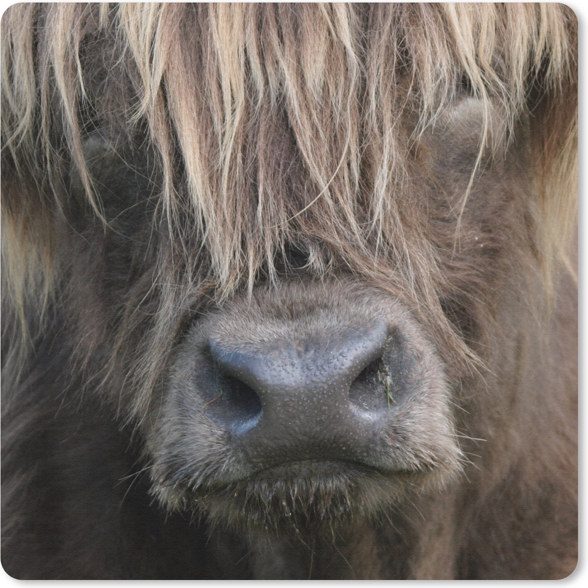 Muismat 30x30 cm - Mousepad Schotse Hooglander - Bruin - Neus - Muismatten