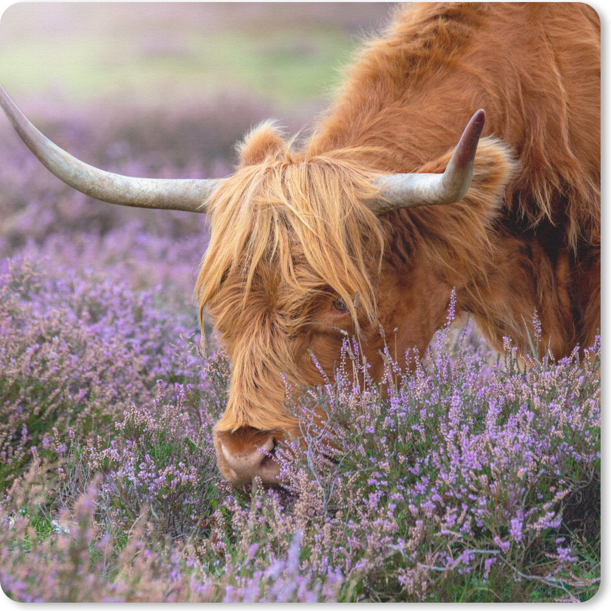 Muismat 30x30 cm - Mousepad Schotse Hooglander - Dieren - Heide - Muismatten