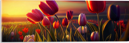 Acrylglas - Kleurrijke Tulpen in Bloemenveld - 60x20 cm Foto op Acrylglas (Met Ophangsysteem)