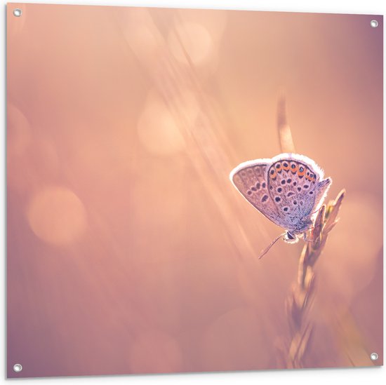 Tuinposter – Dromerige Blauwe Vlinder op Plant - 100x100 cm Foto op Tuinposter (wanddecoratie voor buiten en binnen)